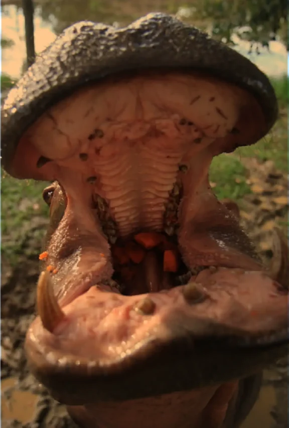 Conoce los Hipopótamos en tu visita a la hacienda napoles