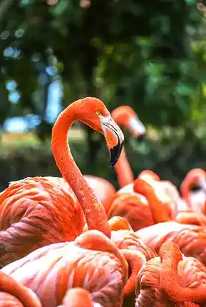 Parque los ocarros - Excursión Llanos Orientales